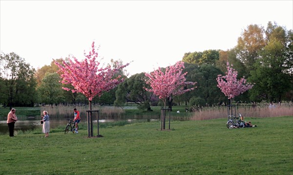 309-Парк Сакуры